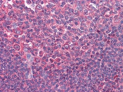 CD80 Antibody (clone 2A2)