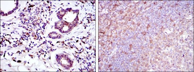 BID Antibody (clone 3C5)