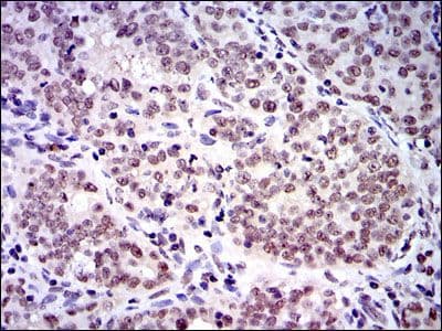 Monoclonal Mouse anti-Human SKP1 Antibody (clone 1H9, IHC, WB)