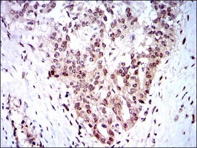 Monoclonal Mouse anti-Human SKP1 Antibody (clone 1H9, IHC, WB)