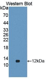CASP3 / Caspase 3 Antibody (aa183-277)