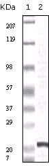Monoclonal Mouse anti-Human FGF2 / Basic FGF Antibody (clone 2H5G2C11, IHC, WB)