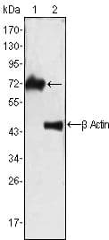 ZAP70 Antibody (clone 3D2A4)