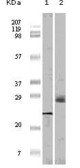 EIF4EBP1 / 4EBP1 Antibody (clone 9E12D9)