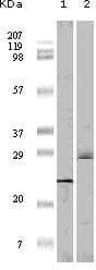 EIF4EBP1 / 4EBP1 Antibody (clone 4B6G10)