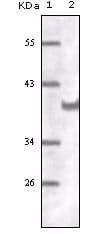 PECAM-1 / CD31 Antibody (clone 2F7B2)