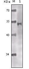 KAT5 / TIP60 Antibody (clone 3F9)
