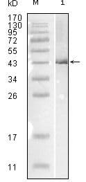 Monoclonal Mouse anti-Virus Influenza B Nucleoprotein Antibody (clone 1A2A11, WB)