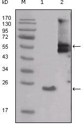 SRC Antibody (Amino Acid: 10-193, clone 4F1E8)