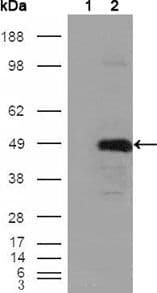 Monoclonal Mouse anti-Human BHMT Antibody (clone 8C11H5, IHC, WB)