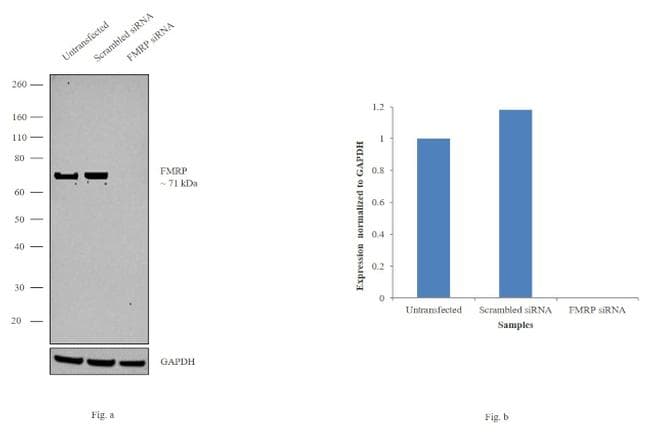 Monoclonal Mouse anti-Human FMR1 / FMRP Antibody (clone 4G9, IHC, IF, WB)