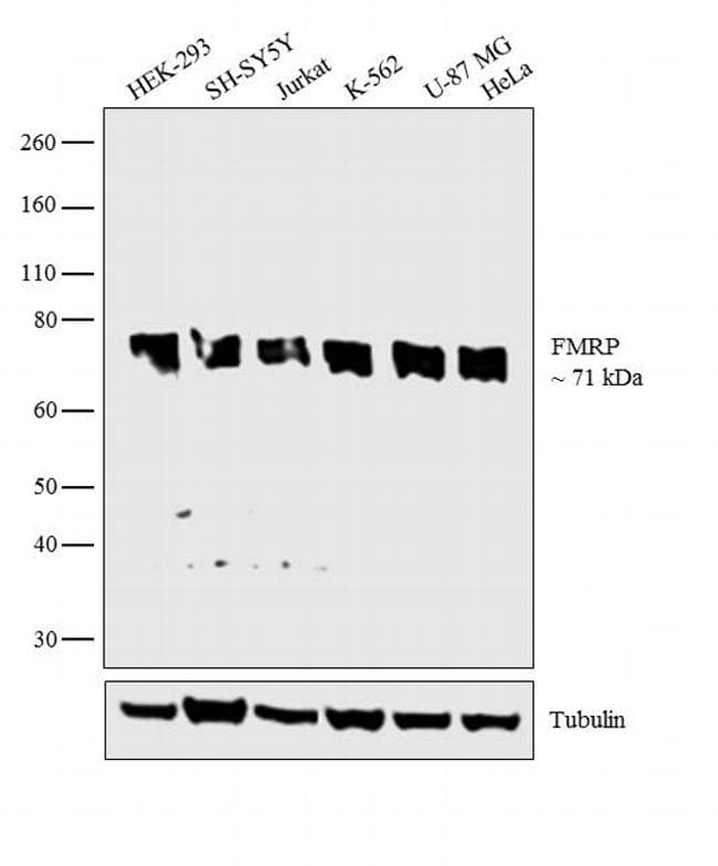 Monoclonal Mouse anti-Human FMR1 / FMRP Antibody (clone 4G9, IHC, IF, WB)