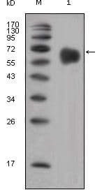 Monoclonal Mouse anti-Human FGFR4 Antibody (clone 7H1, IF, WB)