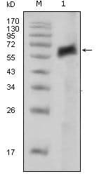 Monoclonal Mouse anti-Human AXL Antibody (clone 7E10, IF, WB)