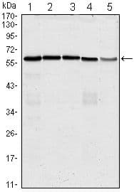 Monoclonal Mouse anti-Human CDC25C Antibody (clone 1F12, IHC, WB)