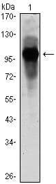 Monoclonal Mouse anti-Human ARNTL / BMAL1 Antibody (clone 1C5, IHC, WB)