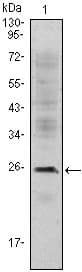 CD3E Antibody (clone 400)