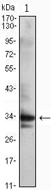 Monoclonal Mouse anti-Human CDK1 / CDC2 Antibody (clone 8C5A7F10, IF, WB)
