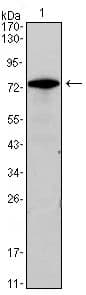 Monoclonal Mouse anti-Human GATA3 Antibody (clone 7B5, IHC, WB)