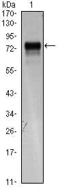 FLT4 / VEGFR3 Antibody (clone 4H4)