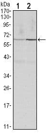 CCNB1 / Cyclin B1 Antibody (clone 5G6)