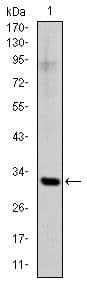 SNAI1 / SNAIL-1 Antibody (clone 6D2)