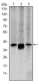 Monoclonal Mouse anti-Human MAP2K6 / MEK6 / MKK6 Antibody (clone 3H12B9, IHC, WB)