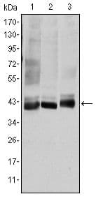 MAP2K4 / MKK4 Antibody (clone 5H4)