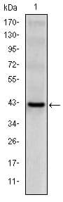 Monoclonal Mouse anti-Human KLRD1 / CD94 Antibody (clone 3G2, WB)