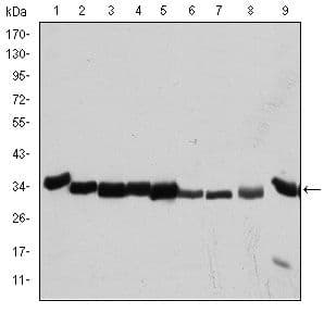 CDK1 / CDC2 Antibody (clone 5A6)