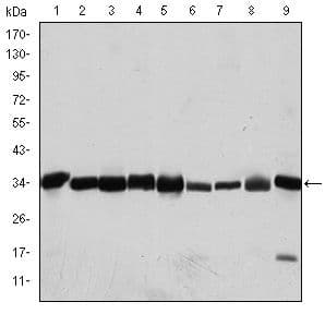 Monoclonal Mouse anti-Human CDK1 / CDC2 Antibody (clone 2G9, IHC, IF, WB)