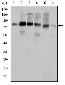 CTTN / Cortactin Antibody (clone 4C6)