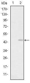 Monoclonal Mouse anti-Human GRIA3 / GLUR3 Antibody (clone 1D2, IHC, WB)