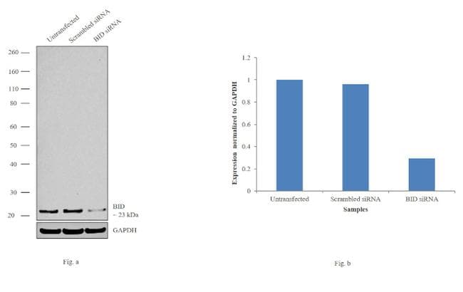 BID Antibody (clone 3C5)