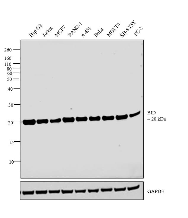 BID Antibody (clone 3C5)