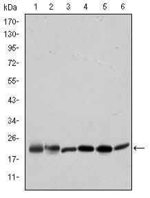 BID Antibody (clone 3C5)