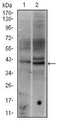FOS / c-FOS Antibody (clone 2G2)