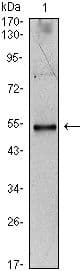 Monoclonal Mouse anti-Human IL34 Antibody (clone 1D12, IF, WB)