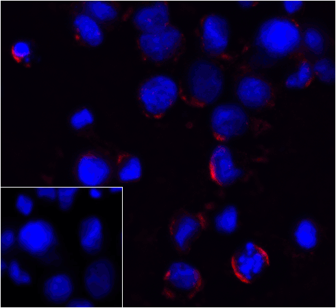 PDCD1 / CD279 / PD-1 Antibody (clone 4D6)