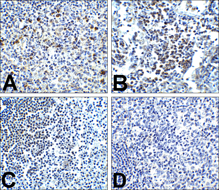 PDCD1 / CD279 / PD-1 Antibody (clone 4D6)