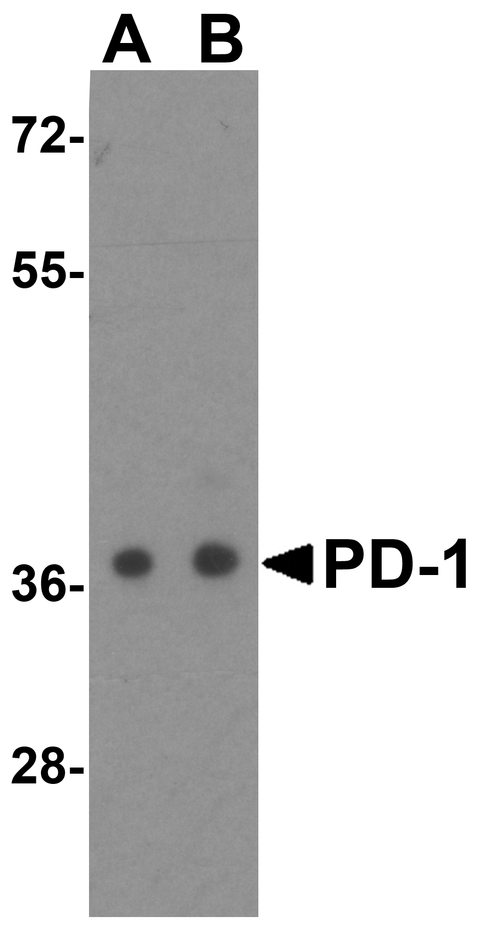 PDCD1 / CD279 / PD-1 Antibody (clone 4D6)