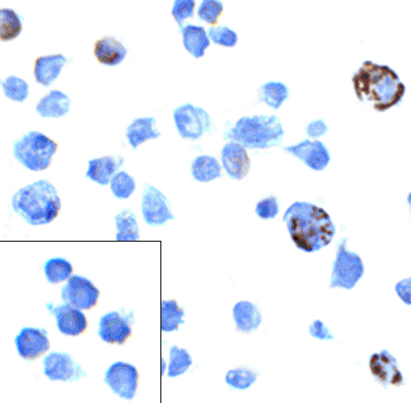 PDCD1 / CD279 / PD-1 Antibody (clone 8A4)