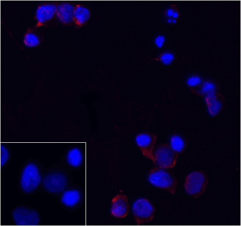 PDCD1 / CD279 / PD-1 Antibody (clone 8A4)