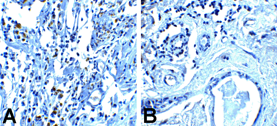 PDCD1 / CD279 / PD-1 Antibody (clone 8A4)