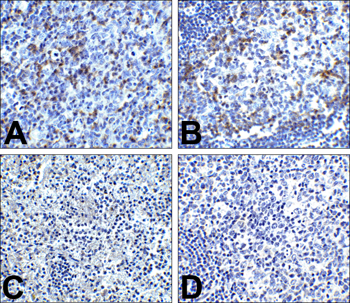 PDCD1 / CD279 / PD-1 Antibody (clone 8A4)