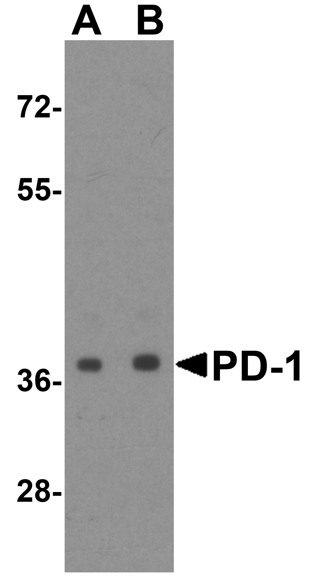 PDCD1 / CD279 / PD-1 Antibody (clone 8A4)