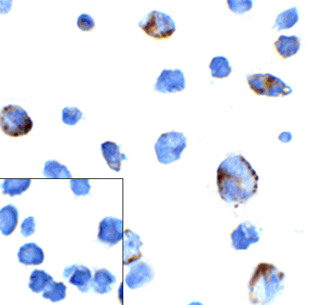 PDCD1 / CD279 / PD-1 Antibody (clone 7H6)