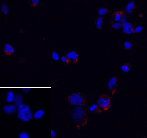 PDCD1 / CD279 / PD-1 Antibody (clone 7H6)