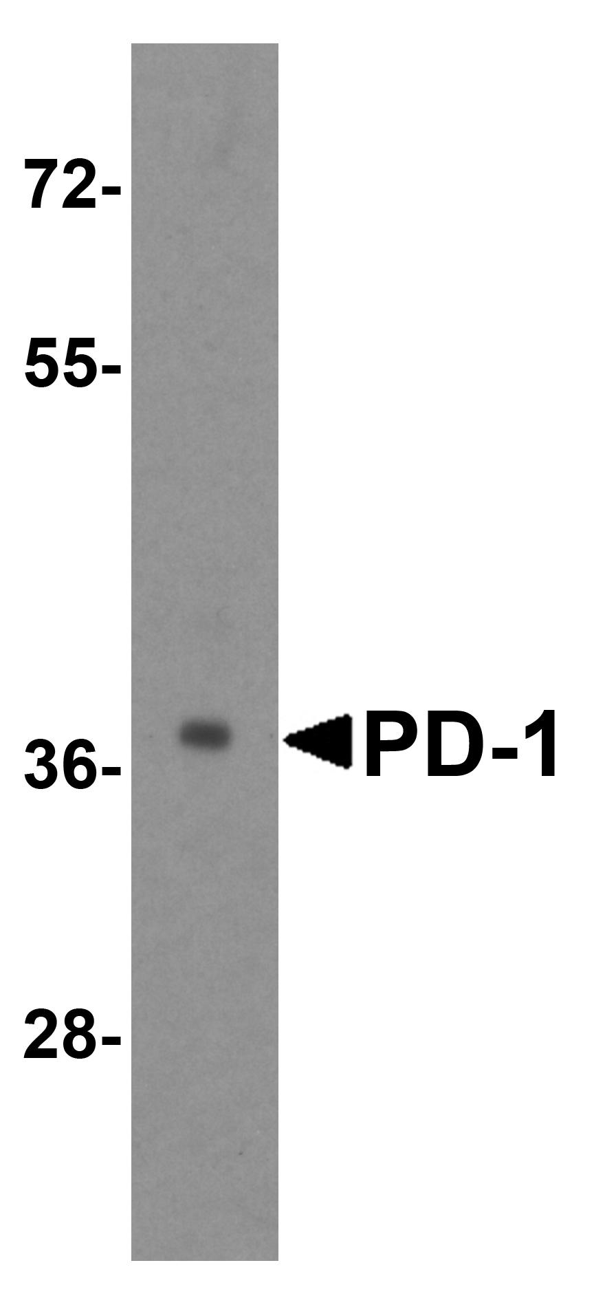 PDCD1 / CD279 / PD-1 Antibody (clone 7H6)