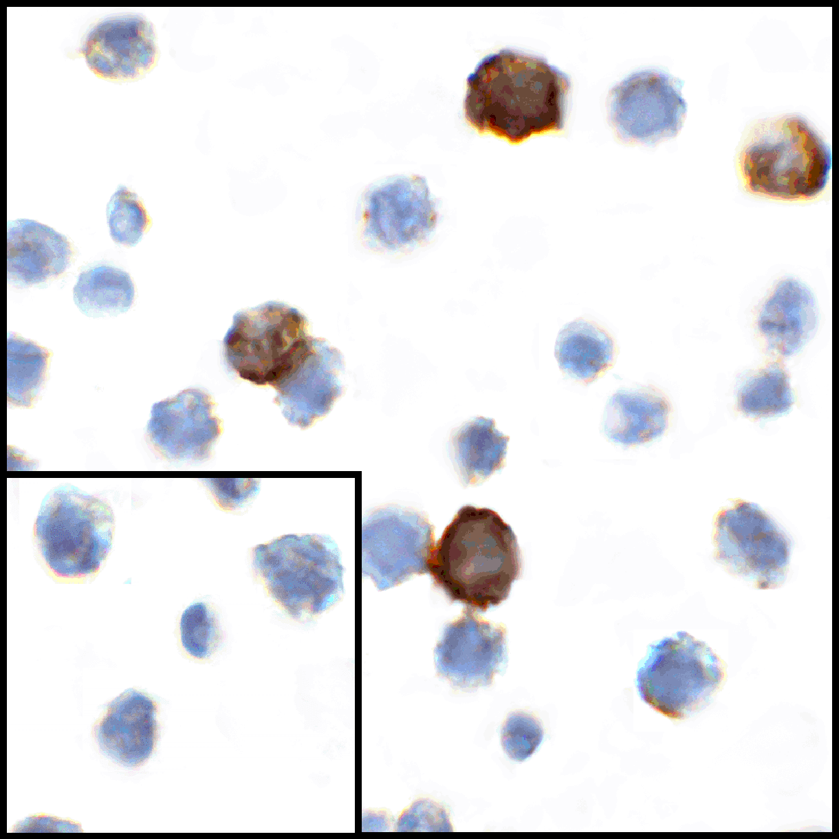 CD80 Antibody (clone 11D1)